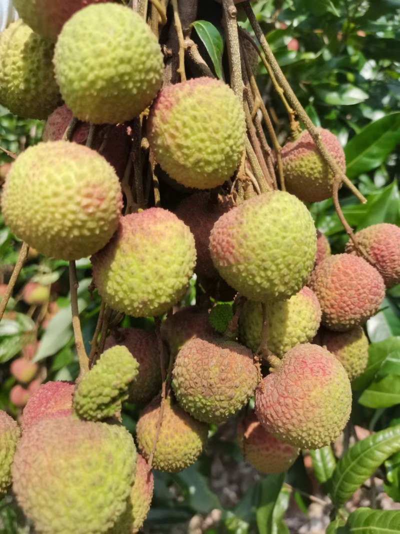 高品质妃子笑荔枝