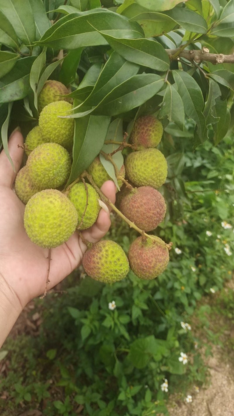 高品质妃子笑荔枝