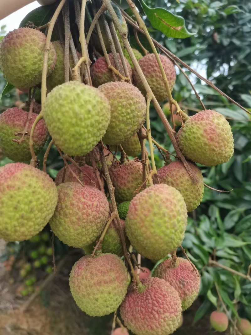 高品质妃子笑荔枝