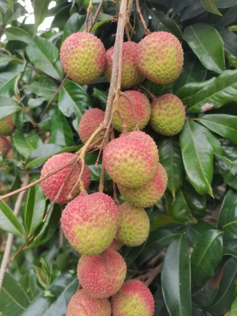 高品质妃子笑荔枝