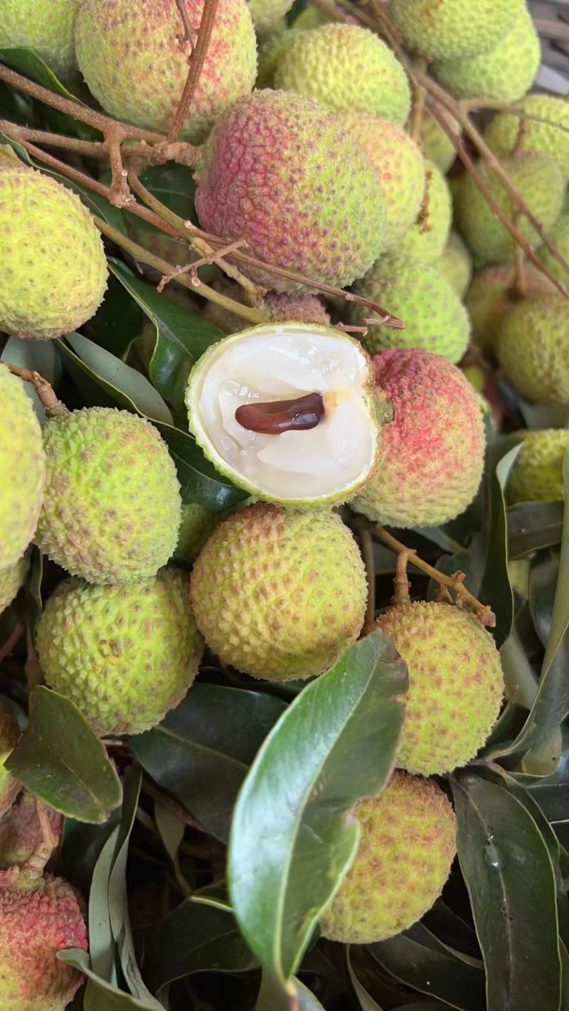 高品质妃子笑荔枝