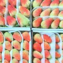 云南草莓精品货源基地直发新鲜采摘现摘现发欢迎下