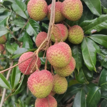 高品质妃子笑荔枝