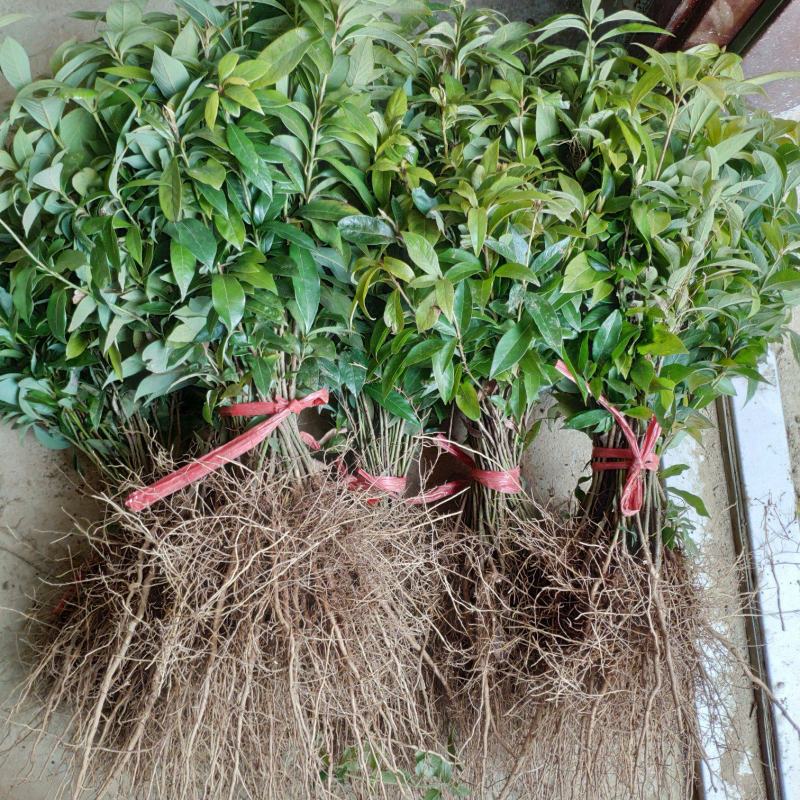 金丝楠木小苗小叶桢楠苗楠木芽苗金丝楠木树苗楠木苗