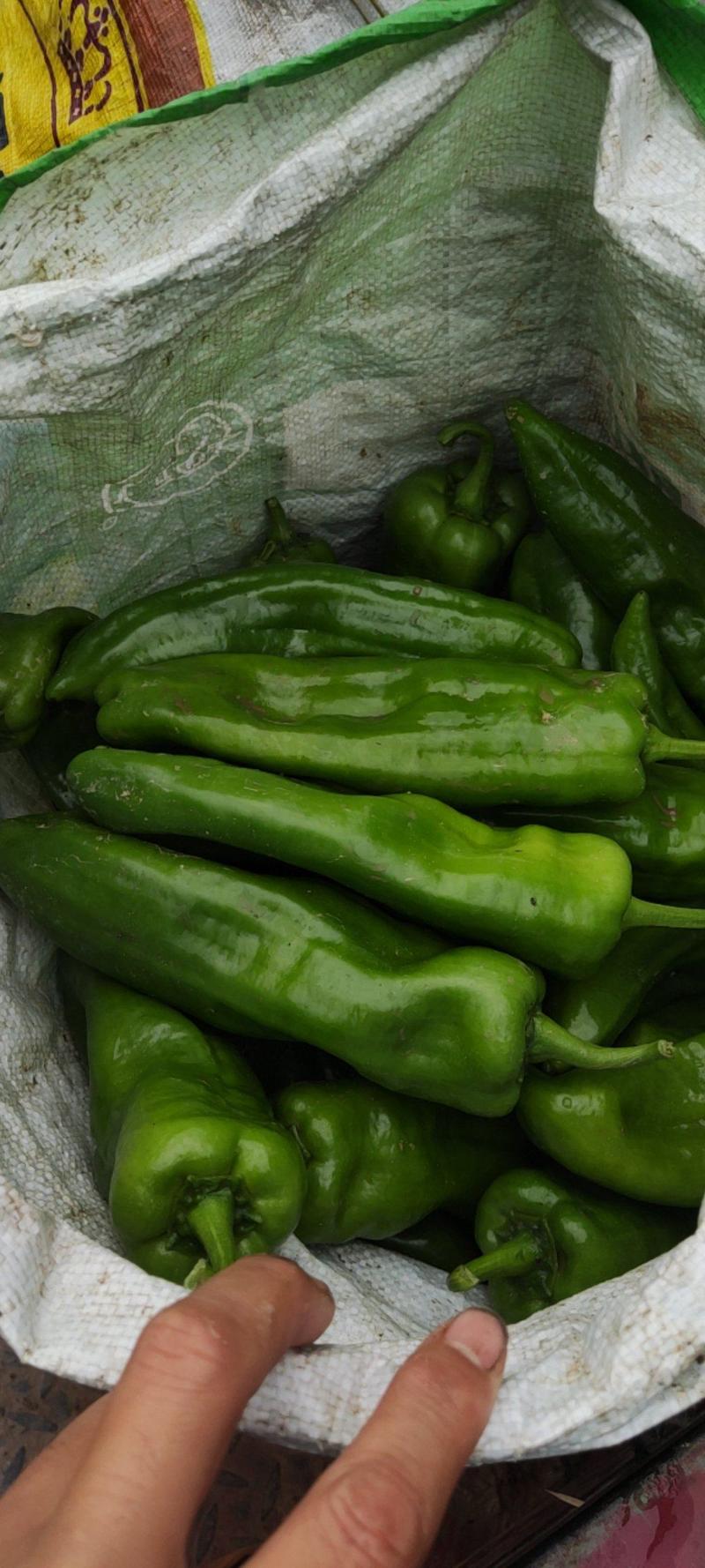 南阳市新野县301泡椒，大量有货，质量好，需要的联系！