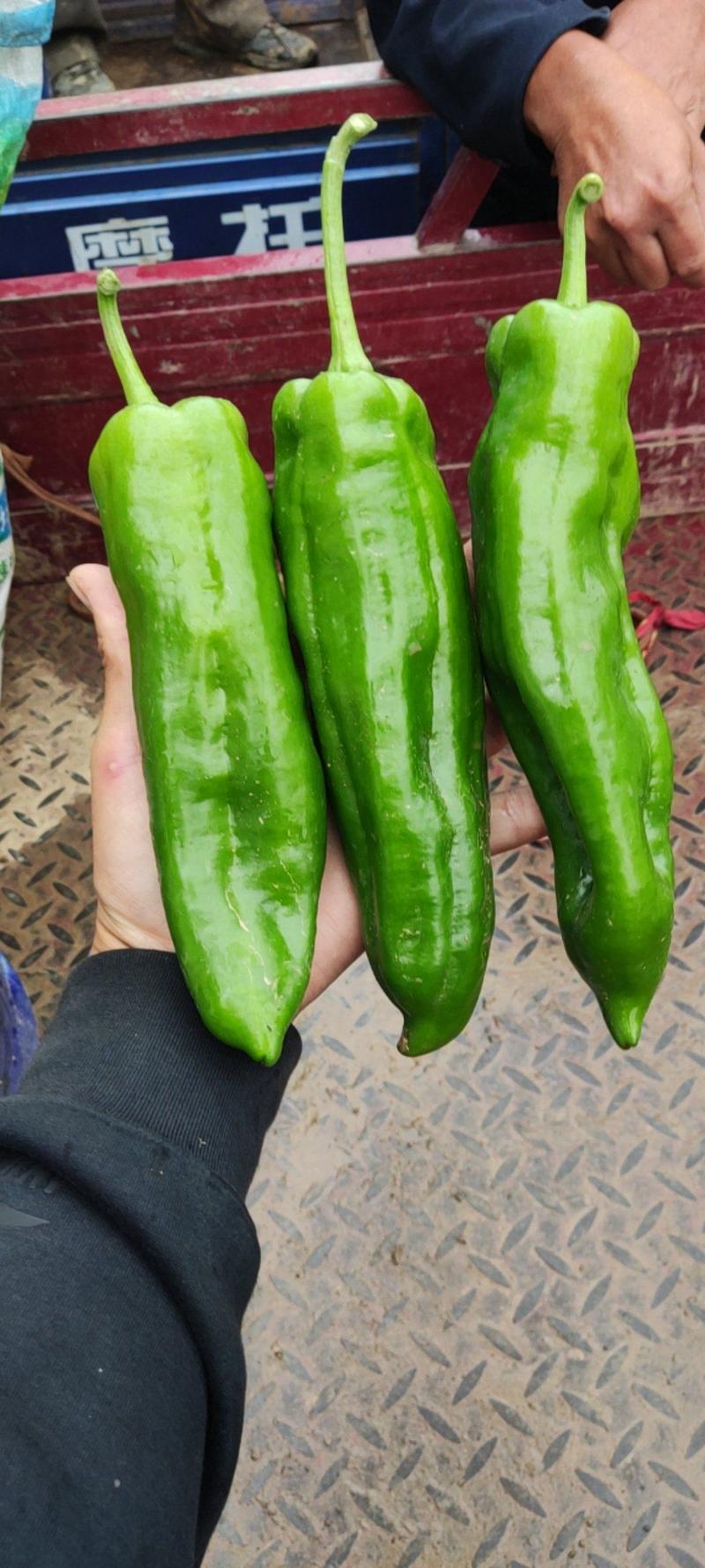南阳市新野县301泡椒，大量有货，质量好，需要的联系！