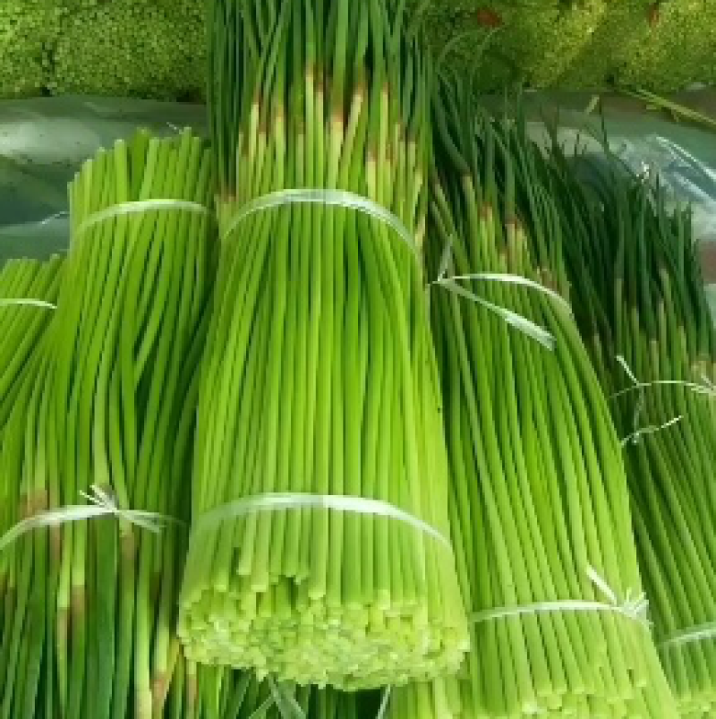 蒜苔，精品红帽蒜苔，现拔，现发，支持全国大小市场。
