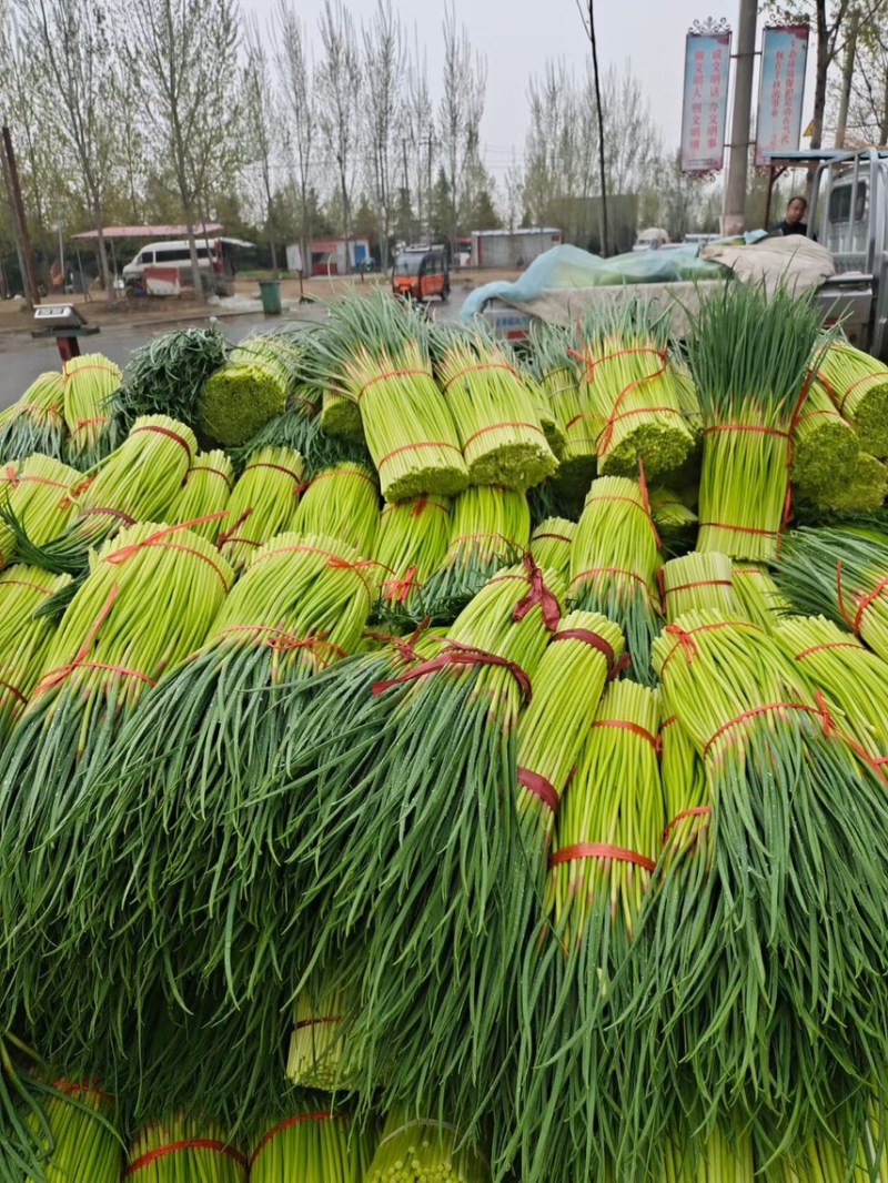 蒜苔，精品红帽蒜苔，现拔，现发，支持全国大小市场。
