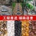 100斤精抛五彩鹅卵石庭院铺路石头园艺装饰抛光雨花石