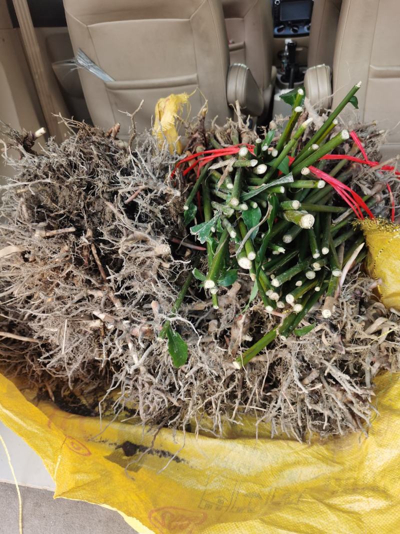 中药材。正宗春砂仁苗，已经挂果了