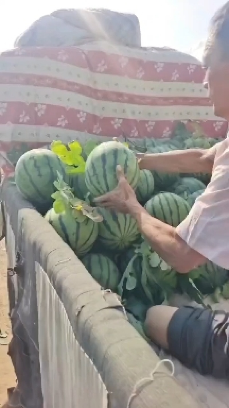 西瓜，永清西瓜大量上市，质好价廉！欢迎各地客商前来采购！