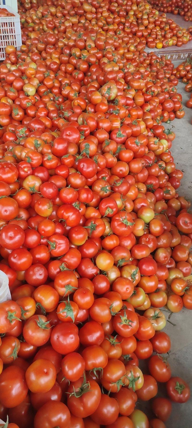 西红柿，产地直销量大，质量好，欢迎各地老板，电商前来采购