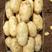 山东新鲜土豆大量上市，荷兰15品种齐全，保质保量全国发货
