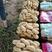 山东新鲜土豆大量上市，荷兰15品种齐全，保质保量全国发货