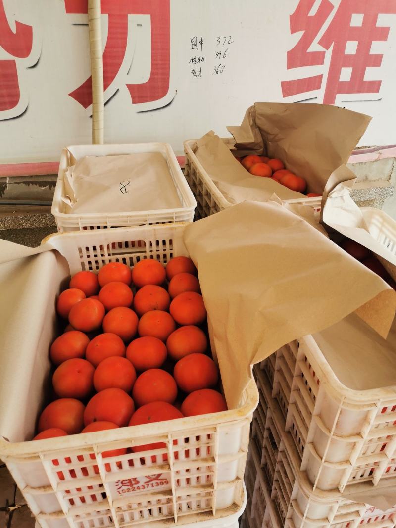 西红柿上市