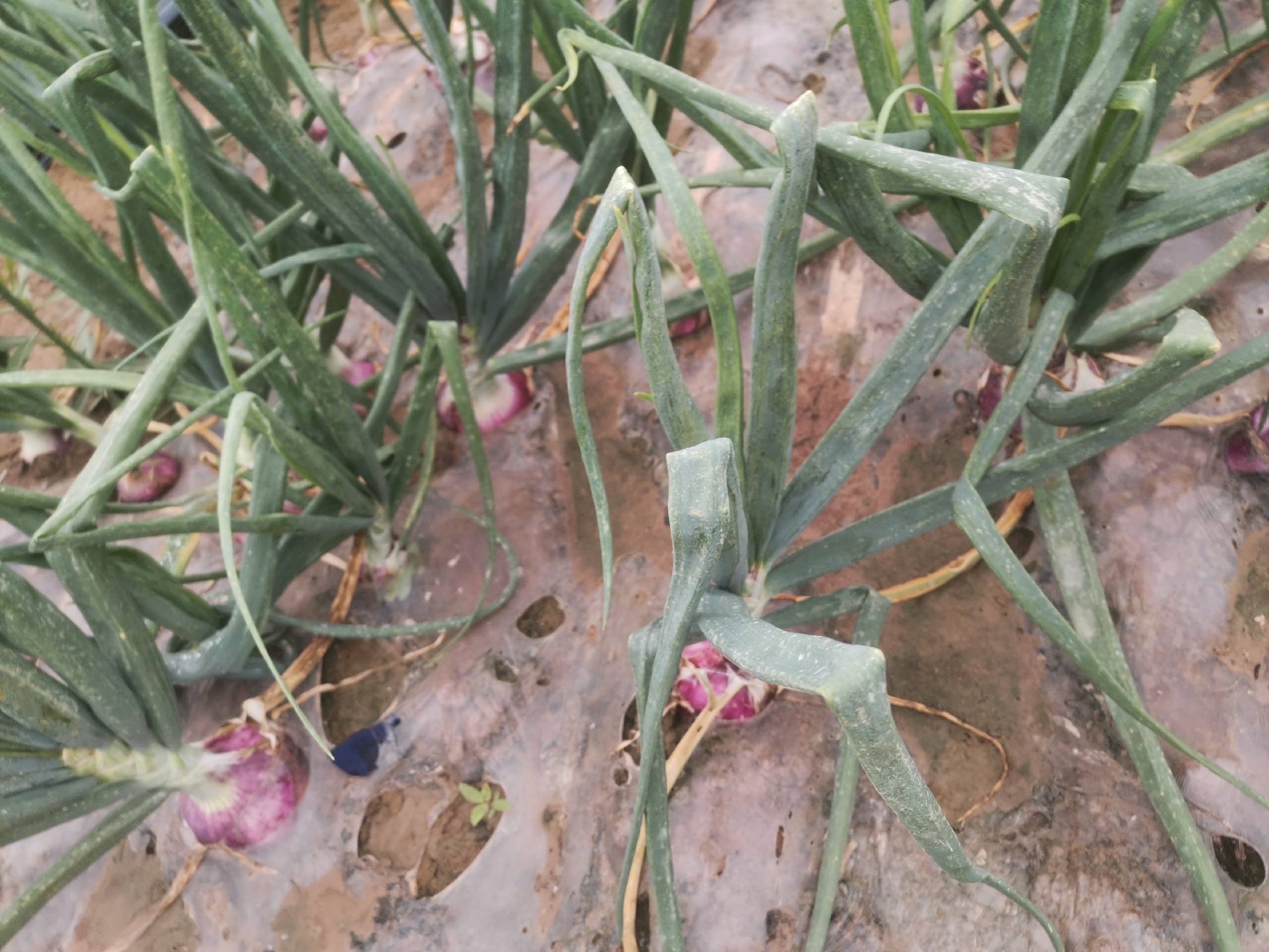 红皮洋葱种子特写图