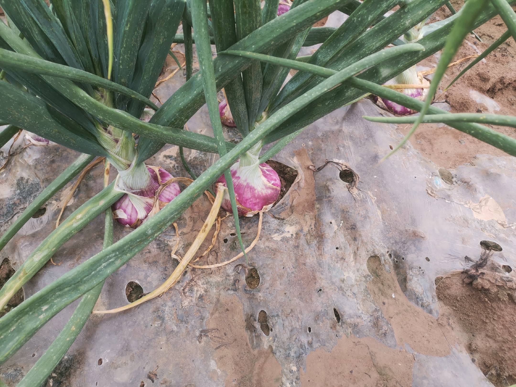 红皮洋葱田间生长图