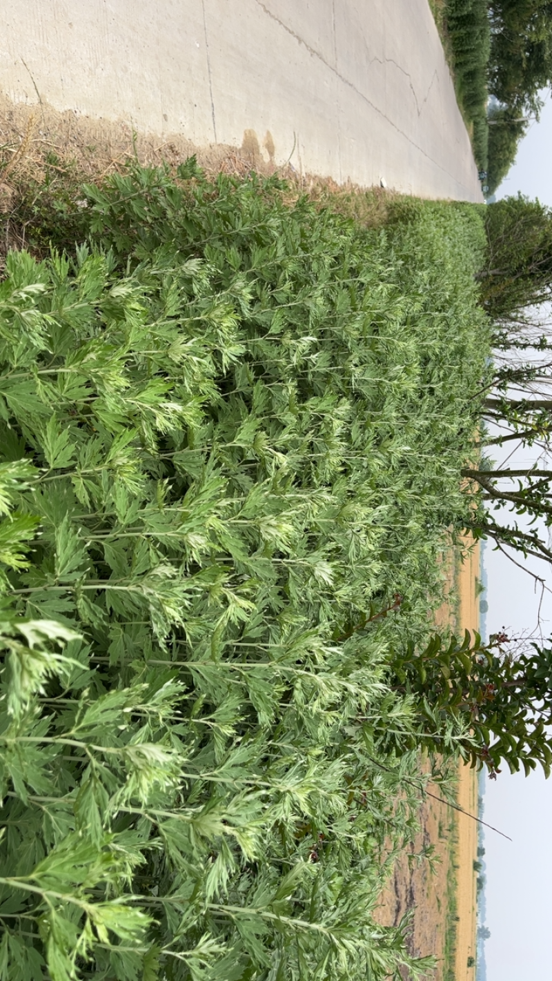 大量出售自家种的新鲜艾草