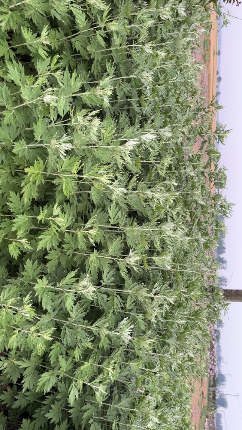 大量出售自家种的新鲜艾草