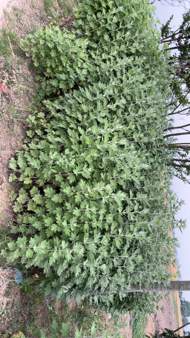 大量出售自家种的新鲜艾草
