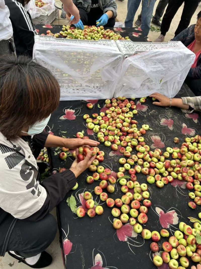 【优选】威县明月蟠桃产地鲜货直发质量保障欢迎致电谈