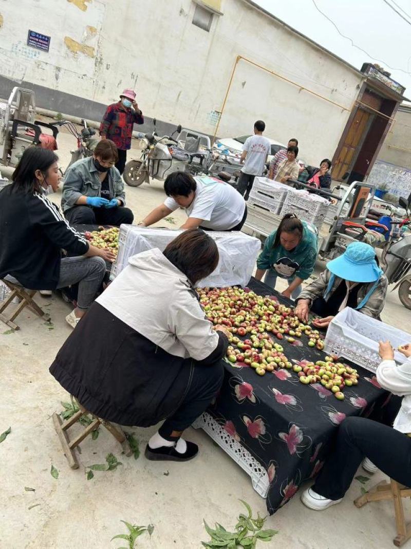 【优选】威县明月蟠桃产地鲜货直发质量保障欢迎致电谈