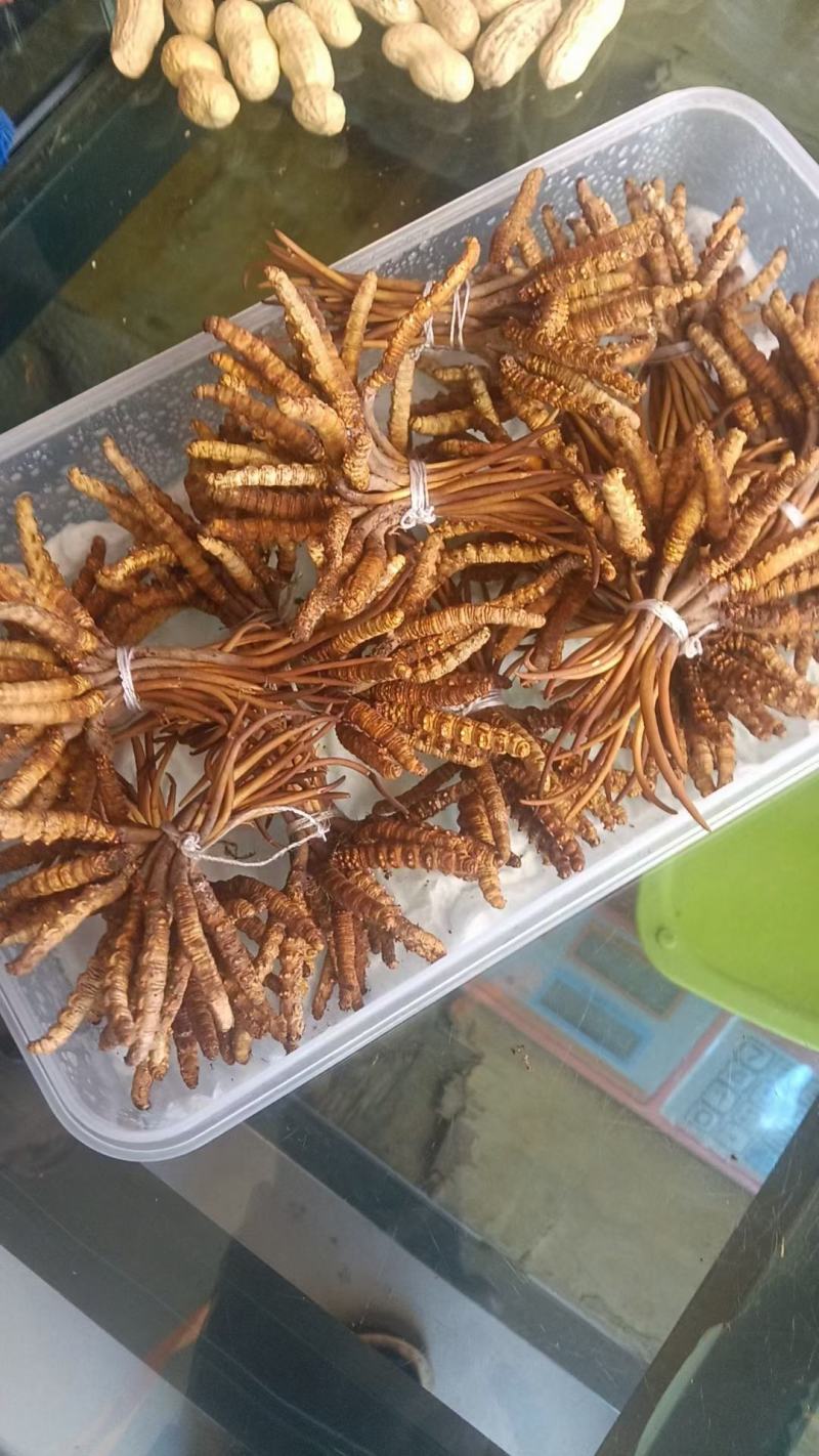 冬虫夏草