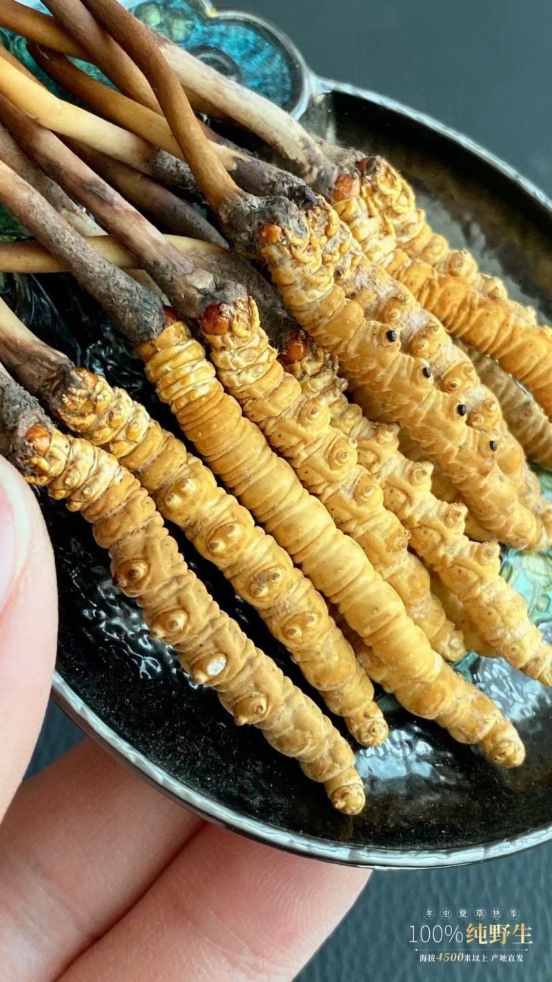 冬虫夏草