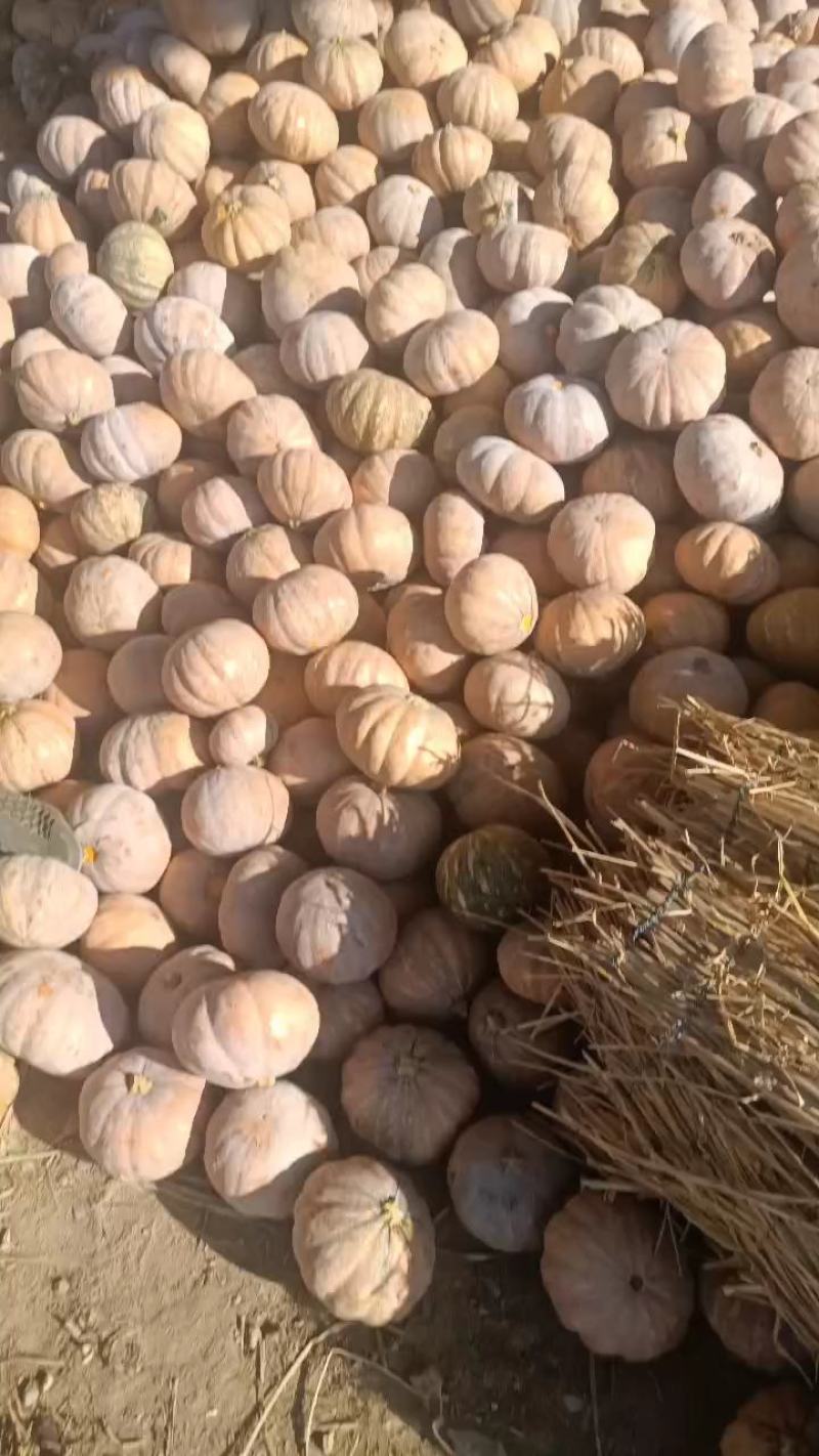 金韩蜜本南瓜大量上市！品种繁多！小金香！盘龙204