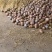 金韩蜜本南瓜大量上市！品种繁多！小金香！盘龙204