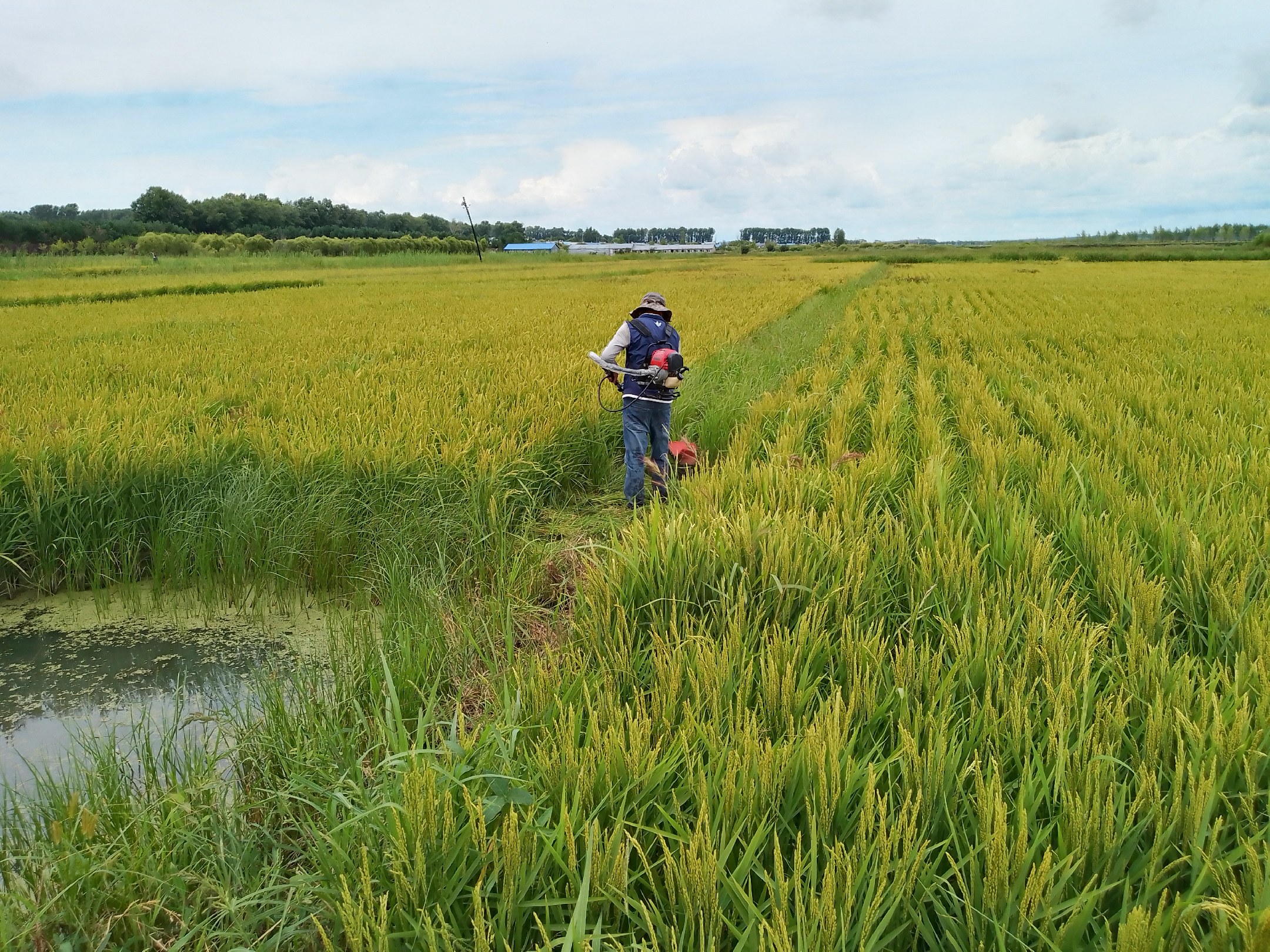 农民正在田间收割成熟的油菜,收割机正在作业,背景是蓝天白云下的农田 油菜收割场景