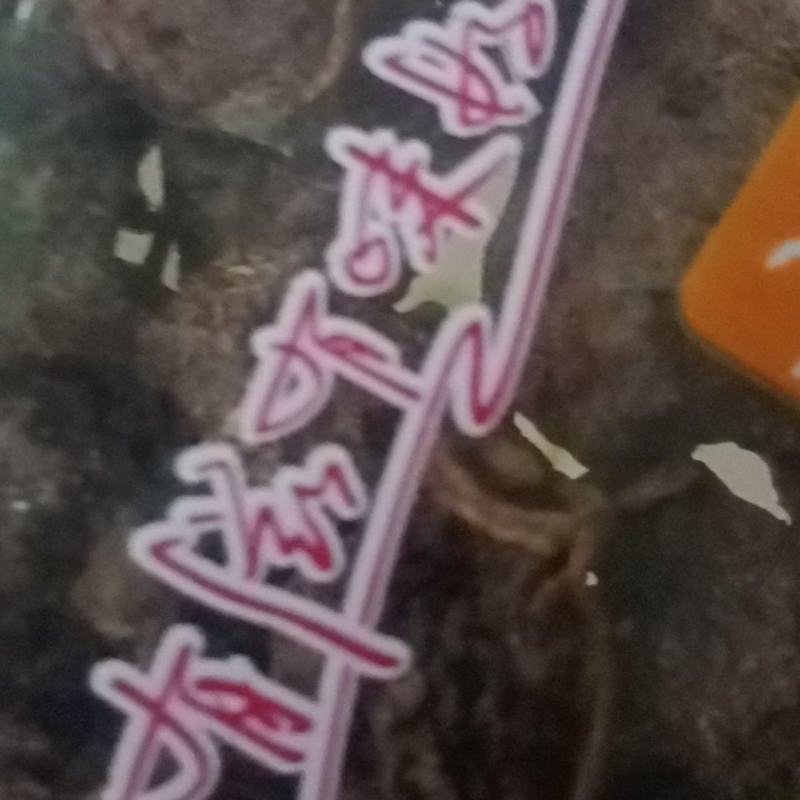 无子刺梨