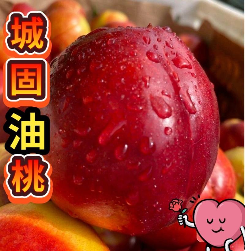 汉中桃】中油、红油黄油16号18号、产地直供代发全国现货