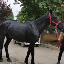 乘骑马矮马养殖适合观赏乘骑都可以好喂养肩高1米6的马