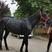 乘骑马矮马养殖适合观赏乘骑都可以好喂养肩高1米6的马