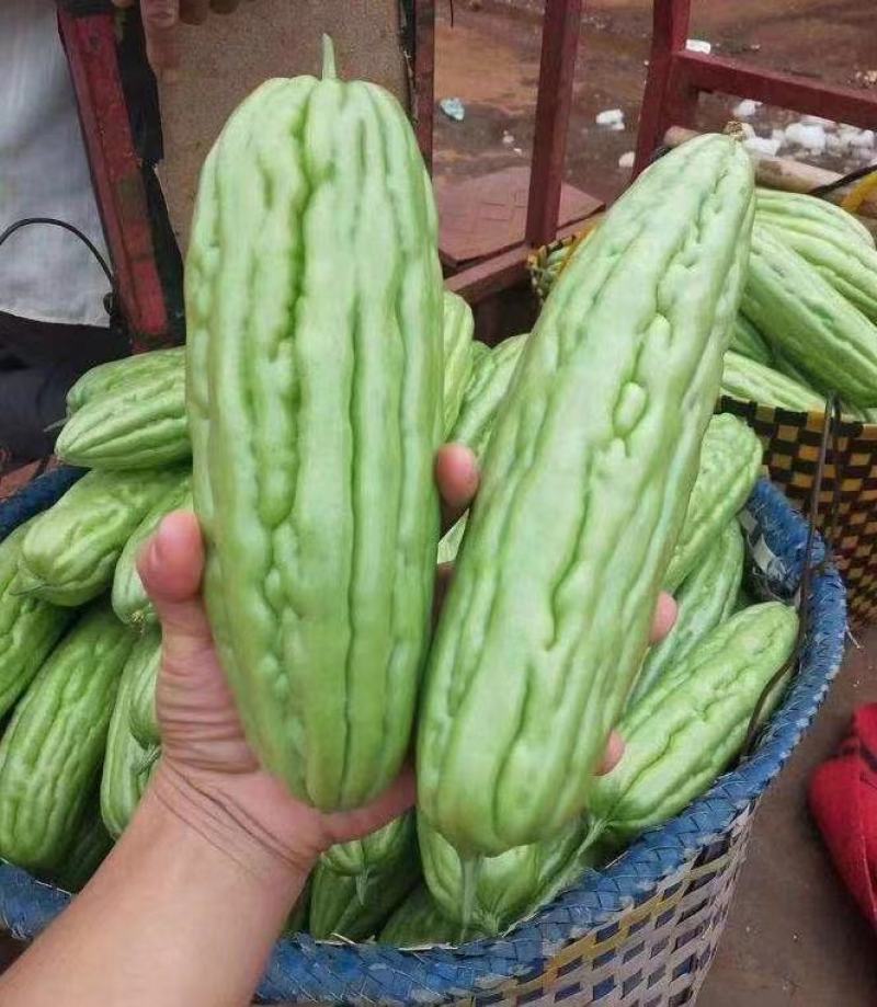 【实力商家】广精品苦瓜大量供应现摘现发品质保证！