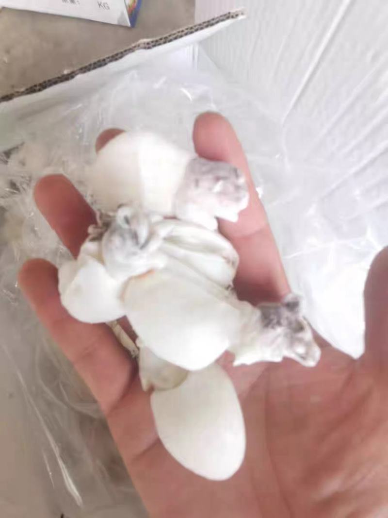 北海干冰墨鱼仔鲜活冷冻海鲜水产去皮鲜冻花枝卷小乌贼目鱼仔