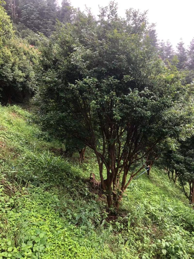 嘉宝果