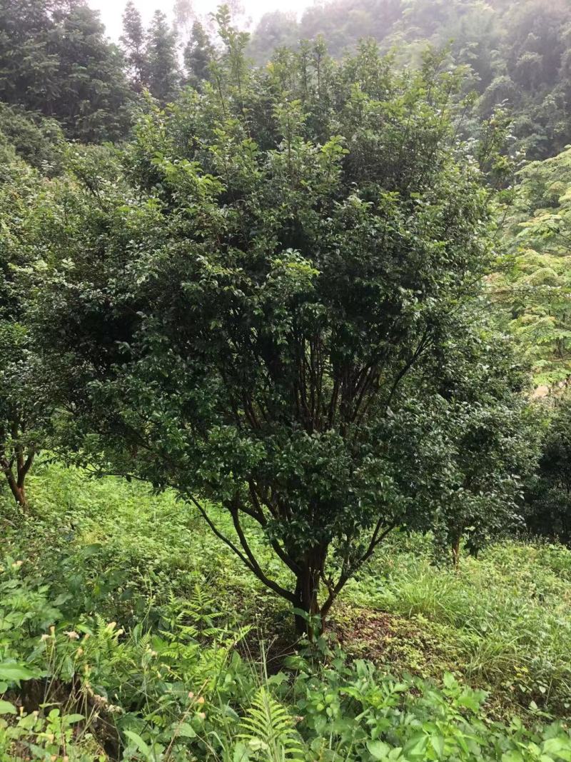 嘉宝果
