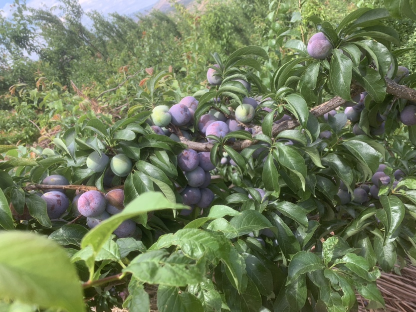 五月脆李子果实成熟图