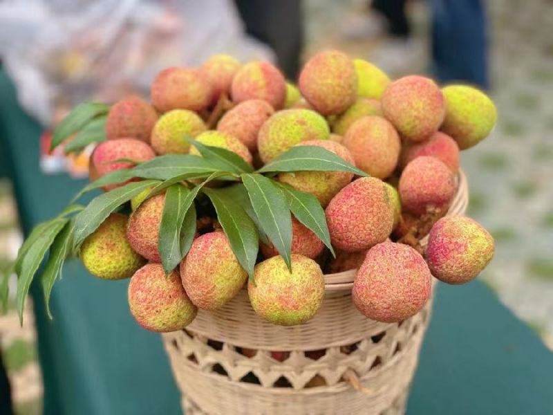 精品荔枝广东妃子笑荔枝纯甜多汁产地直供品质保障