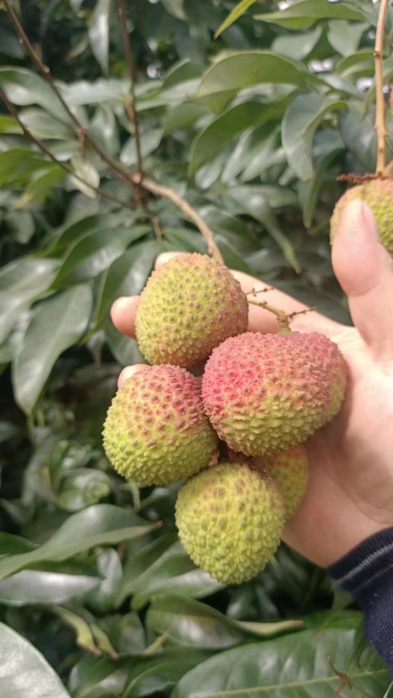 精品荔枝广东妃子笑荔枝纯甜多汁产地直供品质保障