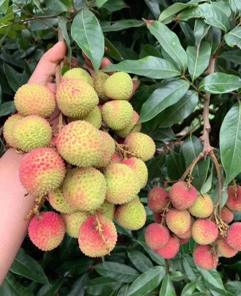 精品荔枝广东妃子笑荔枝纯甜多汁产地直供品质保障