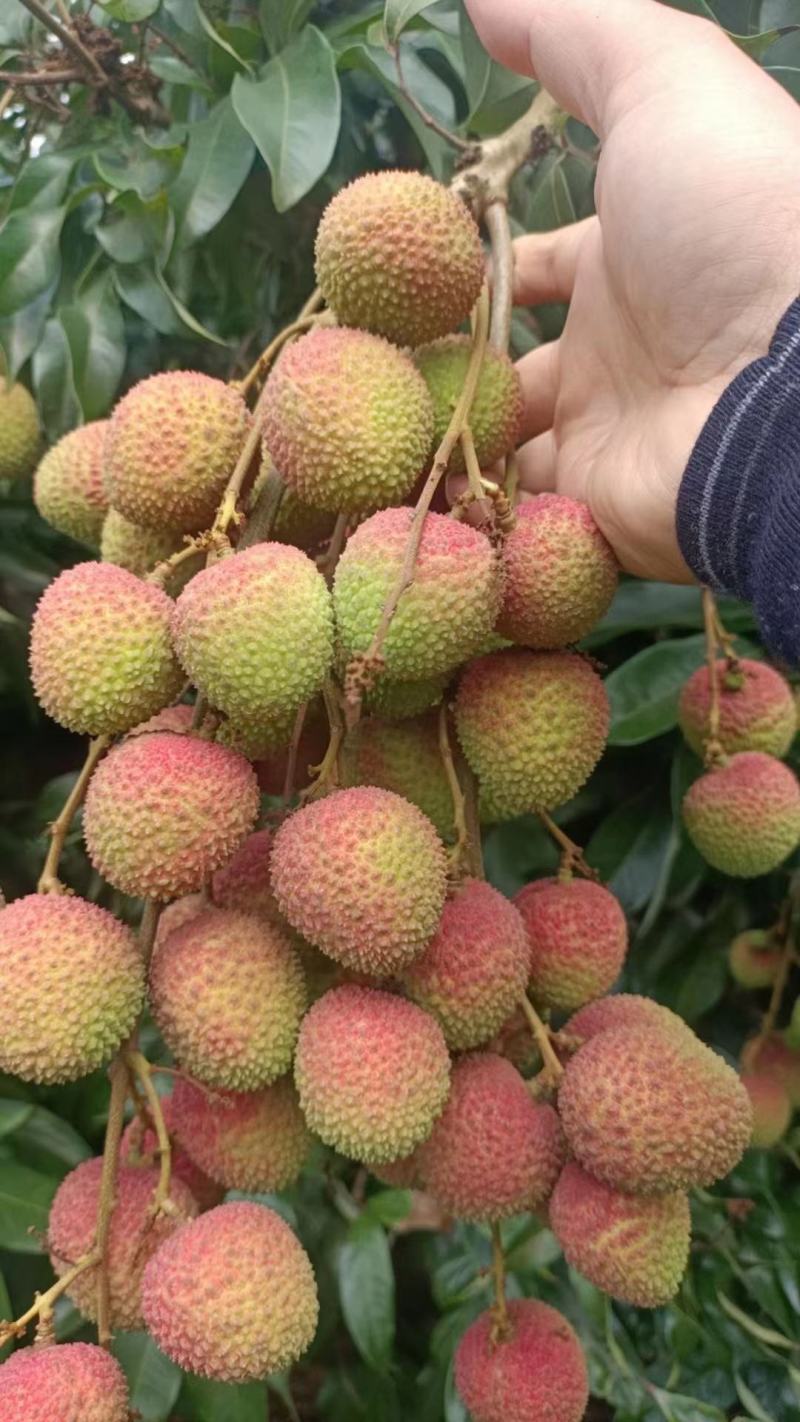 精品荔枝广东妃子笑荔枝纯甜多汁产地直供品质保障