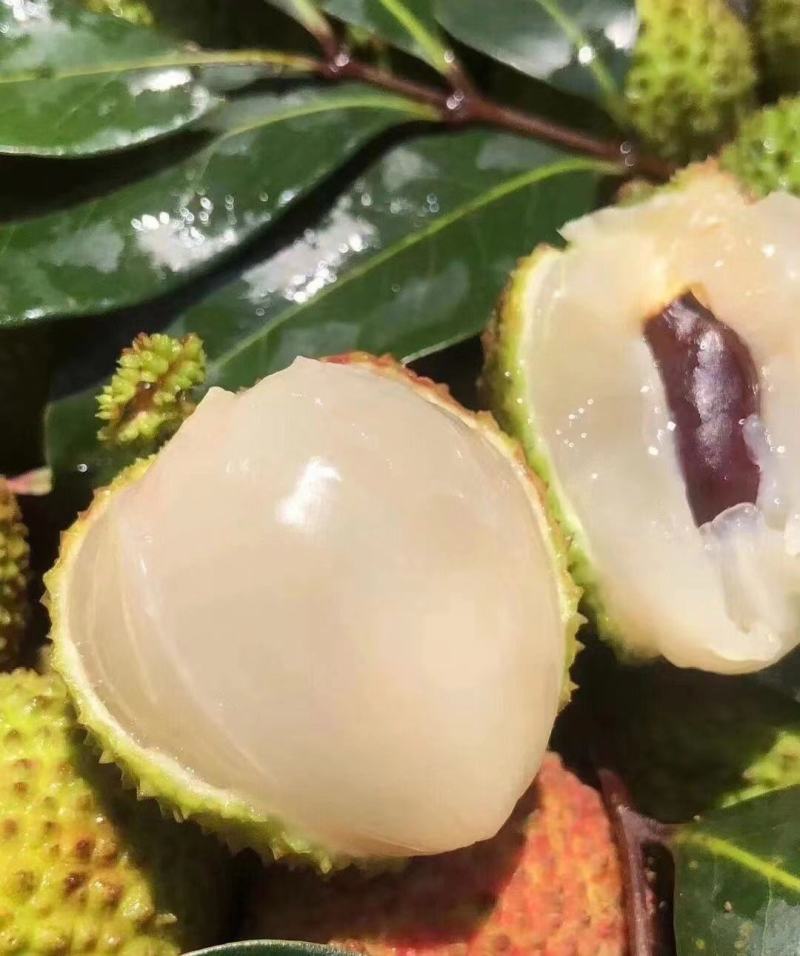 妃子笑荔枝广东荔枝大量上市可供商超电商市场等