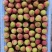 妃子笑荔枝广东荔枝大量上市可供商超电商市场等