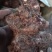 野生新鲜白肉土茯苓