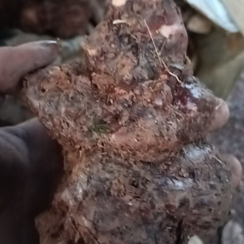 野生新鲜白肉土茯苓