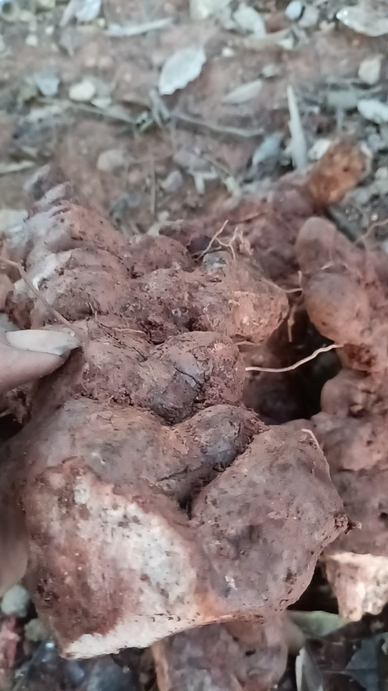 野生新鲜白肉土茯苓