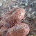 野生新鲜白肉土茯苓